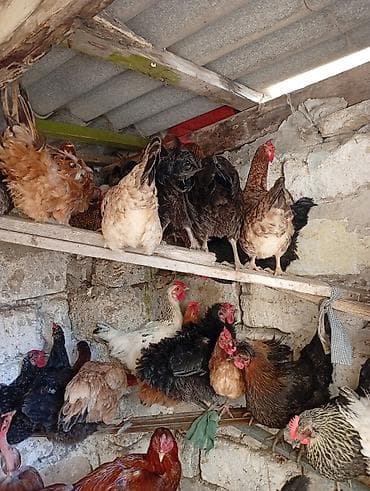 balaca it cinsleri: Məhsul: Yerli toyuqlarıdi gecen ilin fereleridi yumurtuya düşüblər — 5