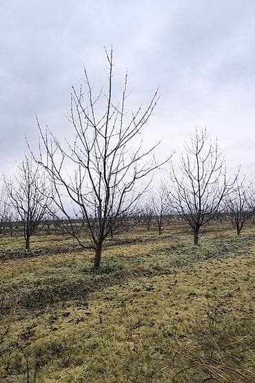 xirdalanda heyet evi: 125 sot, Kənd təsərrüfatı — 1