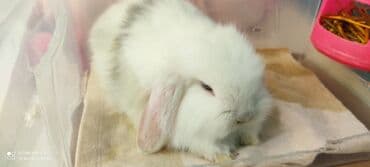 Inəklər, öküzlər: Gördüyunuz dovsan disidr 3ayliqdir tam sağlamdır alergiyam olduğu ucun — 5