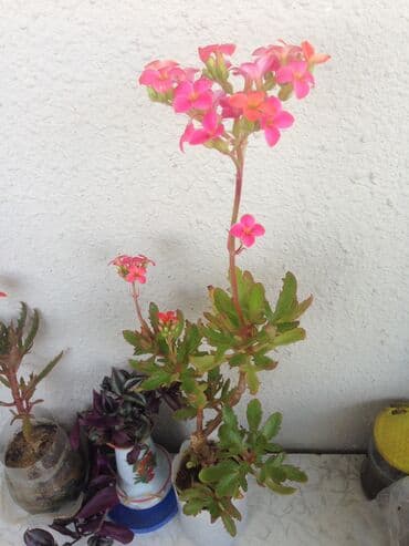 tebii gül şekilleri: Otaq bitkileri — 8