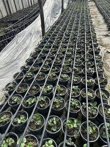 yolka satisi: Çiyələk ştilləri satılır. Viktoriya sortudur. Qiyməti 2.50 azn Ünvan — 3