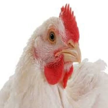 cuce satışı: Toyuq, Broyler, Ətlik — 2