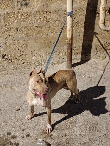 Akvariumlar: Pitbul, Dişi, Peyvəndli — 3