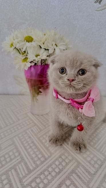 Şotland lalafo.az -da Şotland