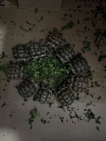 tulku tələsi: Mini quru balaca tısbağalar - Sakit, səs‑küyə dözümlü və asan qulluq — 6