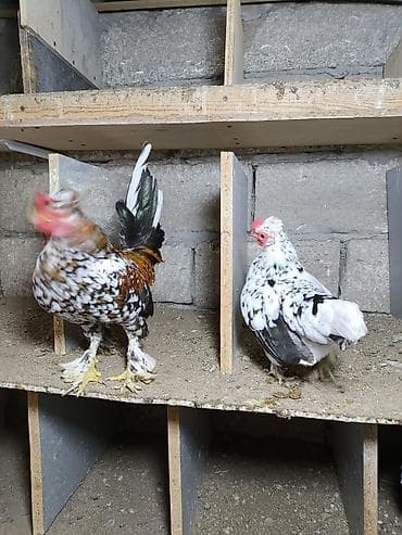 cins inek: Toyuq, Damazlıq — 3