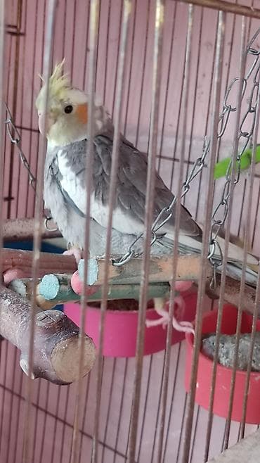 Nimfa (Cockatiel) – boz-ağ rəngli, sarı ç cresti və yanaqlarda narıncı