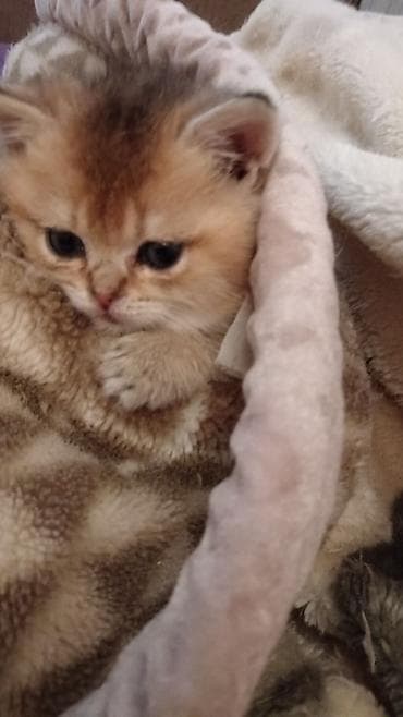 pişik yarım tip: Britan, Erkək, Ünvandan götürmə — 6