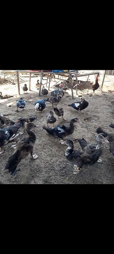 Digər quşlar lalafo.az -da Digər quşlar