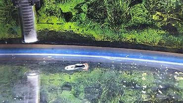 akvar: Salam glofish və guppiler satılır qiymət 1 AZN guppilərin artımda — 7