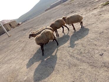 goyercin satişi baki: 5 dənə boğaz ana qoyun satılır dişləri var TƏCİLİ SATILIR VATSAP — 4