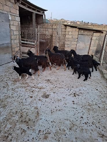 Atlar: Allah alana da satana da xeyir versin inşallah Ümumi 10 denedi — 2