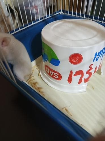 it ucun evler: Ağ rəngli hamster və qəfəs dəsti - Növ: kiçik ev heyvanı – hamster - — 2