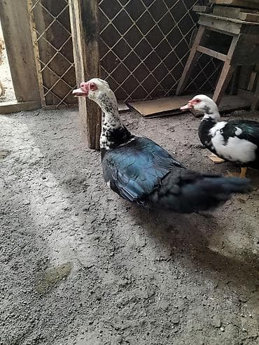 satdıq at: Erkək, | Lal ördək, Damazlıq, Ünvandan götürmə — 4
