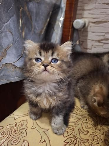 pisik cut: Britan — 6