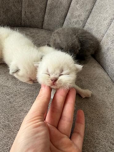 Şotland yastı qulaq