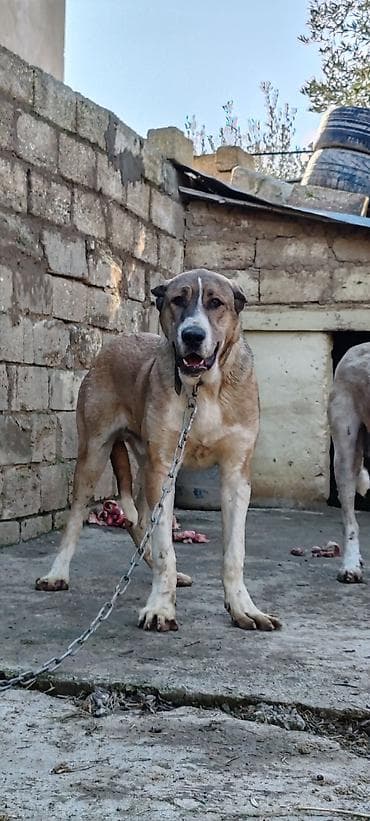 ov iti satisi: Kanqal — 1