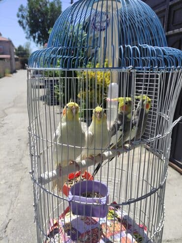 hələb kecilərin qiyməti: Korella Karella tutuqusu papuqay sevgi quşu nerazlucnik valnist 14 — 28