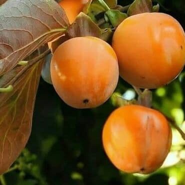 findiq lepesi qiymeti: Xurma (şirin xurması) – bağdan təzə - Növ: şirin, toxuması yumşaq — 1