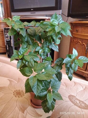 kokelmek ucun bitki caylari: Hibiscus — 3