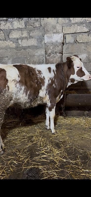 Inəklər, öküzlər: Simental tipli dişi buzov/malla – qırmızı-ağ rəngli, ləkəli naxışlı — 1