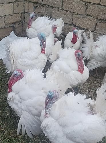 qaban eti: 6kg dostlar real isdeyen vatsapa yazsın isle əlaqəli lalafoya — 3