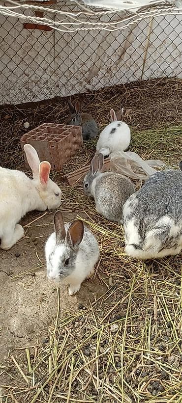 Toyuqla barter mümkündür Ev dovşanları – müxtəlif rənglər və ölçülər