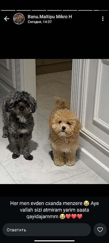 İtlər: Malti-Pu (Maltipoo) balaları erkek ve dişi Ata və ana 4 kq - Cins — 4