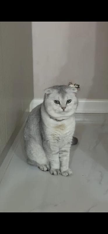 boz pişik: Şotland yastı qulaq — 4