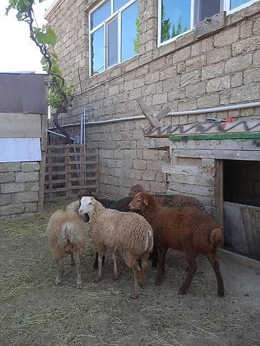 Erkəy quzular super kokduler qurbana kesmeye yararlidir