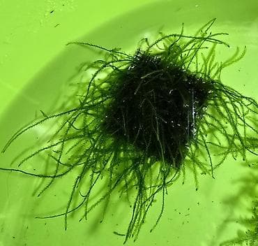 мох: Akvaryum üçün moxlar: Christmas moss və Taiwan moss - Paslanmayan — 2
