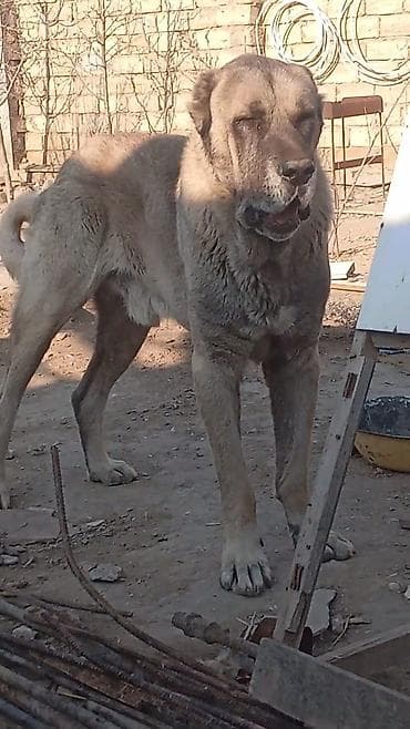 Грызуны: Алабай — 4