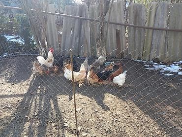 Dovşanlar: Tam sağlam yerli yumurtlayan toyuqlardır 2025 ci ilin may ayının 5 nin — 1