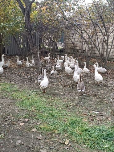 Коровы, быки: Qaz sürüsü satılır Linda kuban qazları satılır 40 ədədi bir ədədi 35 — 1