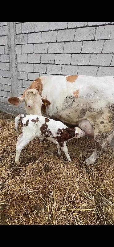 dana inək: Satılır: inək buzovu ilə birlikdə - Cins tipi: Simental tipli — 8