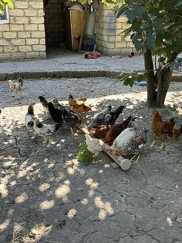 kend toyuqları: Toyuq, Damazlıq — 2