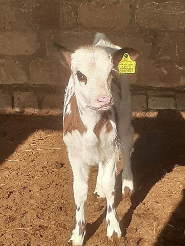 hinduska satisi: Самка, лет: 6, 500 кг, Для разведения, Самовывоз — 2