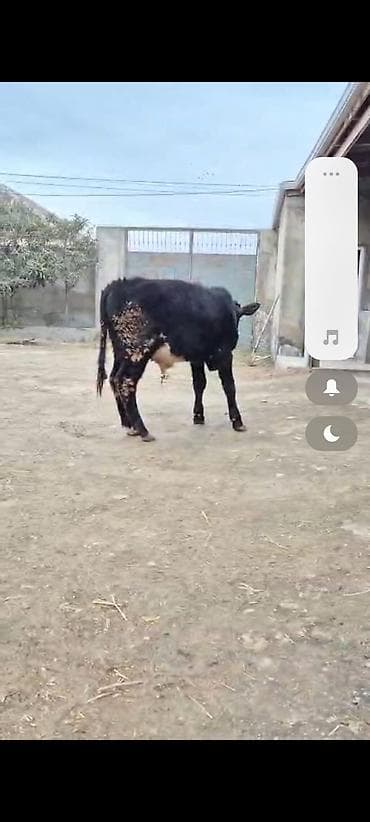 Salam 6 aylıq Erkey danadi əsil sağlamali heyvandi istiyen olsa