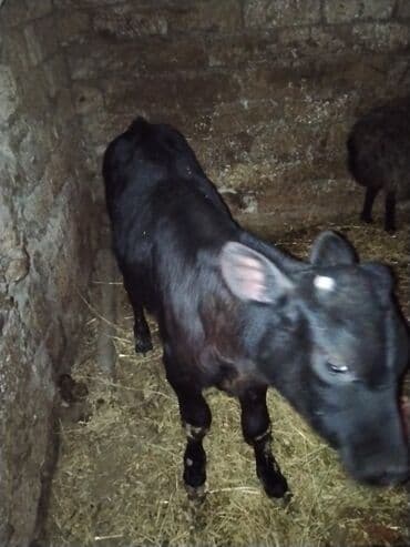 ZAZ: Satlıq buzovlar 3 Erkey 1 dişidi cins buzovlardı heyvan çoxdu baxa — 6