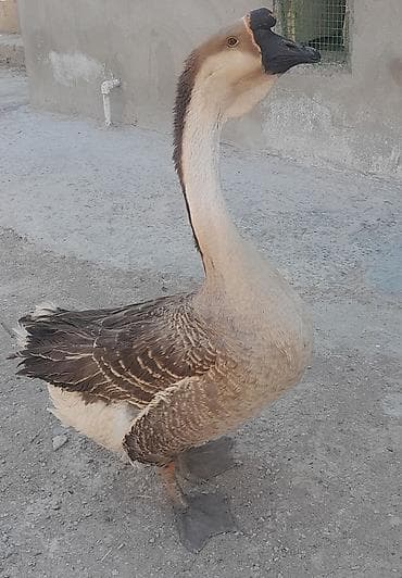 rengli quslar: Erkek qaz satilir ünvan müsfiq qesebesi istiyen — 3