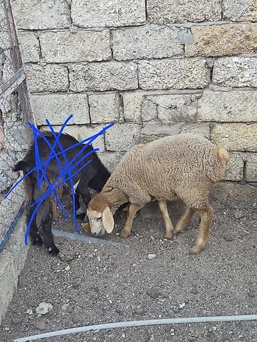 Salam saglam arpa yonca yeyen quzudu real alıcılar zeng vursun lalafo.az -da Salam saglam arpa yonca yeyen quzudu real alıcılar zeng vursun