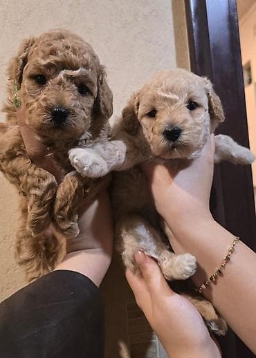 barter itle: Pudel — 3