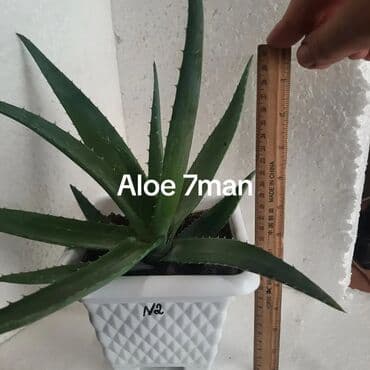 куплю комнатные растения: Aloe sukulentləri – müxtəlif ölçülərdə saksıda - Aloe 3 man: Ağ — 3