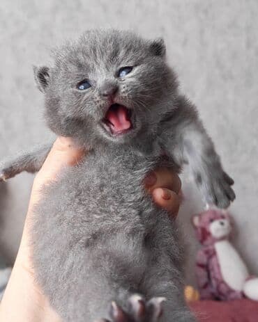 pişik ucun tualet: Şotland — 4