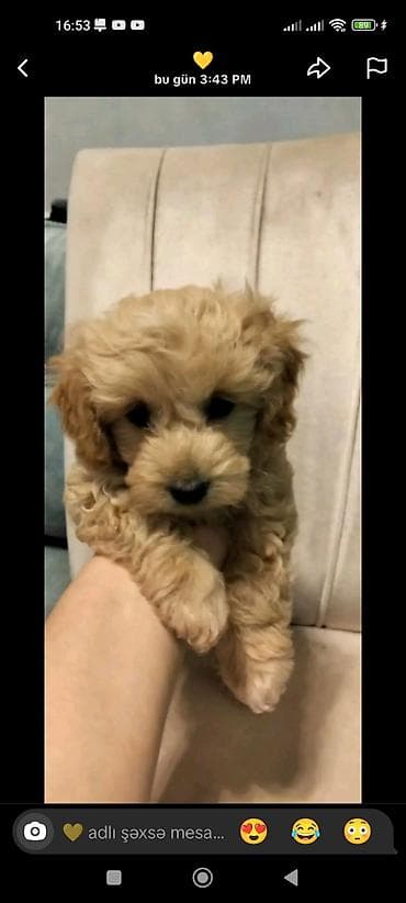 Pudel, 4 ay, Erkek, Peyvəndli, Ünvandan götürmə