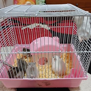 Hemstır xamyak satılır 1 ədədi 10 azn