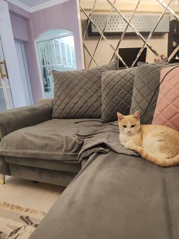 alisanın pişiyinin adı nə idi: Şotland — 2