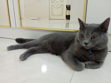 britan pişiyi: Britan, Erkək — 7