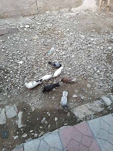 heyvan: Salam 7 eded qusdur satlir son qoymeti iki manat eli qepiyden unvan — 3