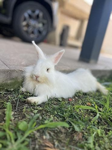 ev pişiy: 🐰 4 aylıq erkek dovsan satılır ✅ Safqan Holland Lop cinsidir ✅ Tam — 3